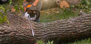 Best Tree Preservation Services  in Gatlinburg, TN