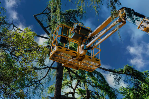 Best Arborist Consultation Services  in Gatlinburg, TN