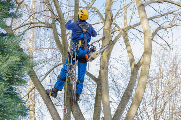 Best Seasonal Cleanup (Spring/Fall)  in Gatlinburg, TN