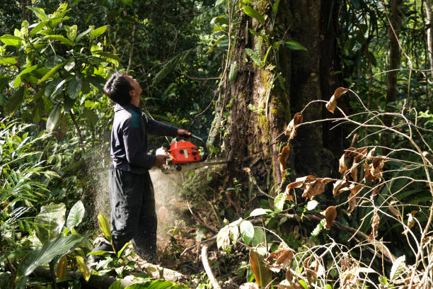 Best Stump Grinding and Removal  in Gatlinburg, TN