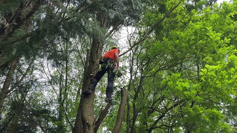 Best Root Management and Removal  in Gatlinburg, TN