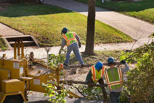 How Our Tree Care Process Works  in  Gatlinburg, TN