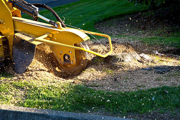 Best Sod Installation  in Gatlinburg, TN