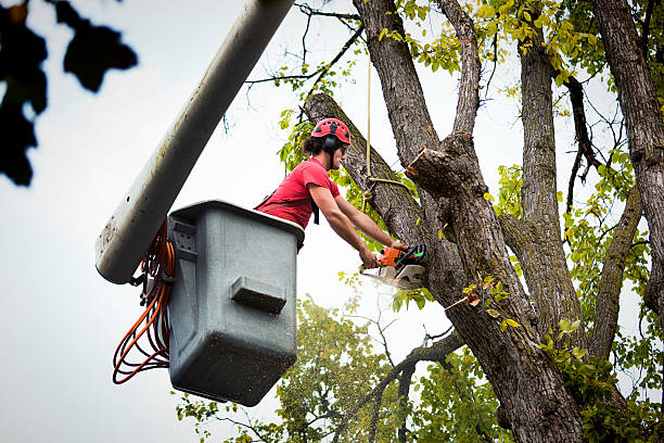 Best Storm Damage Tree Cleanup  in Gatlinburg, TN