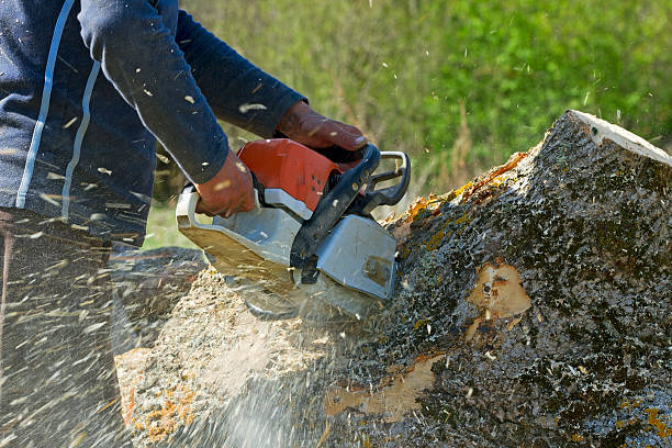 Best Hazardous Tree Removal  in Gatlinburg, TN