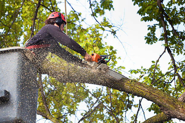  Gatlinburg, TN Tree Care Services Pros